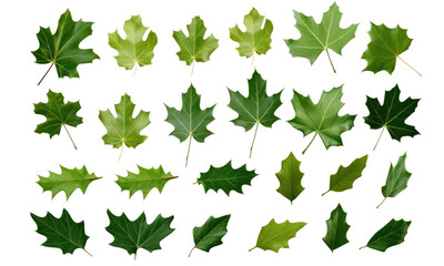 set of leaves isolated on transparent background