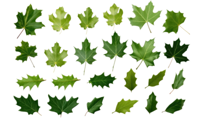set of leaves isolated on transparent background