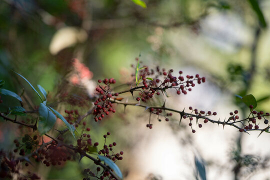 Green Sichuan Pepper Timur Seeds with tree Medicinal Plants