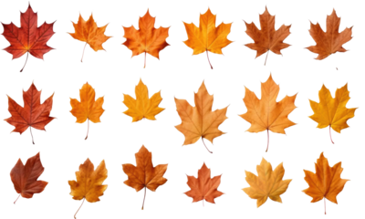 autumn leaves isolated on transparent background