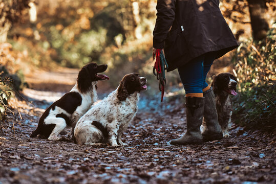 Happy playful dogs springer spaniels playing on an autumnal dog walk in the countryside woodland