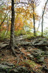 fall foliage in the woods