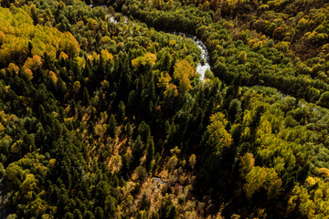 a mountain river in a colorful autumn forest