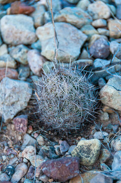 Beehive cactus (Echinomastus sp.) in the desert near Santa Elena Canyon