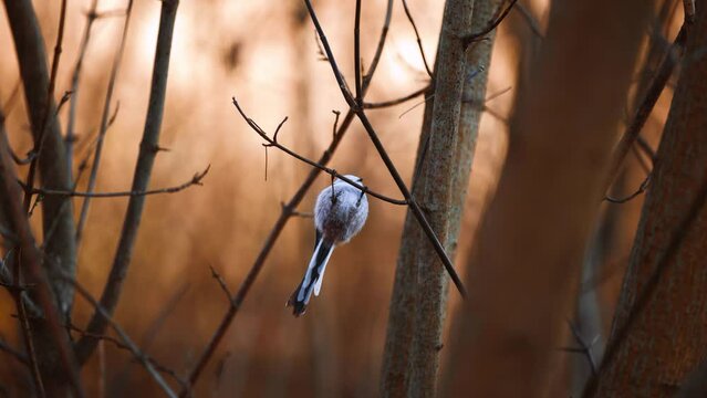 Long-tailed tit, autumn, long-tailed tit sitting on a branch of a tree, close-up