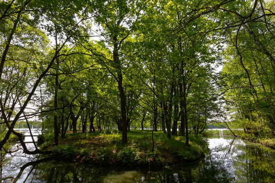 Kępa drzew nad jeziorem oddzielona strumieniem. © Miroslaw
