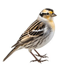 Lapland Longspur isolated on transparent background