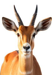 impala antelope isolated on transparent background