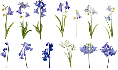 A collection of real bluebell flowers isolated  on transparent background  - obrazy, fototapety, plakaty