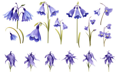 Fototapeta na wymiar A collection of real bluebell flowers isolated on transparent background 