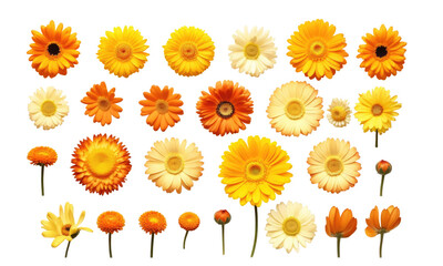 A collection of yellow and orange daisy flower heads isolated on transparent background - Powered by Adobe