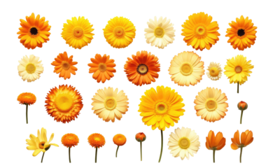 A collection of yellow and orange daisy flower heads isolated on transparent background