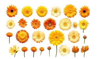 Zelfklevend Fotobehang A collection of yellow and orange daisy flower heads isolated on transparent background © Denis