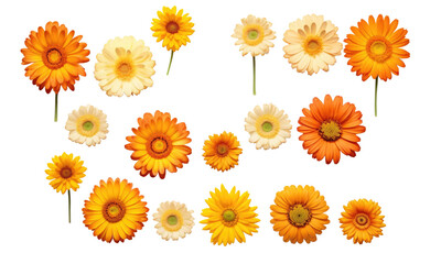 set of yellow  flowersisolated on transparent background