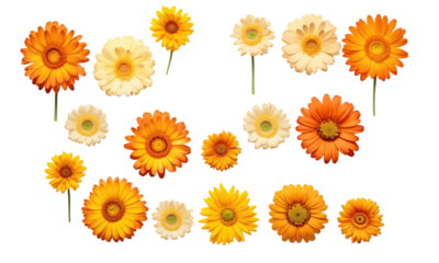set of yellow  flowersisolated on transparent background
