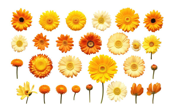 Fototapeta A collection of yellow and orange daisy flower heads isolated on transparent background