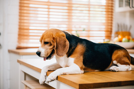 A Beagle dog, eagerly waiting for its meal on the kitchen table, adds a touch of humor to the scene. Its cheerful presence enhances the family's breakfast