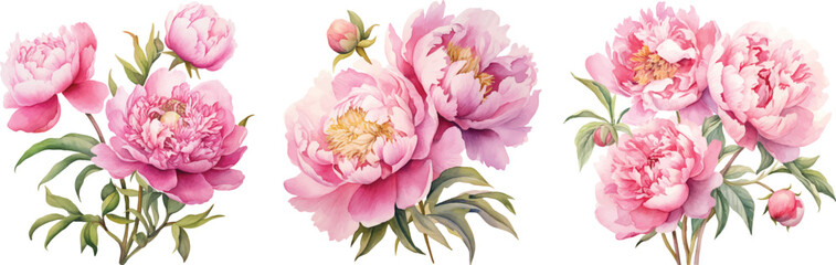 Watercolor pink peony large beautiful flowers print poster vector illustration wedding engagement design, generative AI