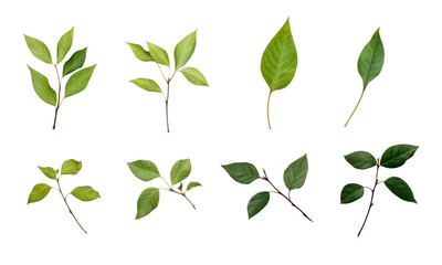 Collection of small twigs of leaves isolated on transparent background