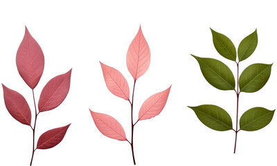 Collection of small rose  twigs of leaves isolated on transparent background