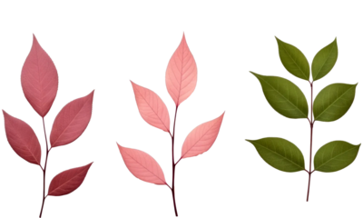 Collection of small rose  twigs of leaves isolated on transparent background