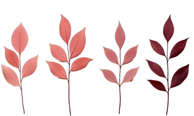 Collection of small rose  twigs of leaves isolated on transparent background