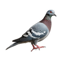 Rock Pigeon isolated on transparent background