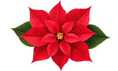 red poinsettia  isolated on transparent background