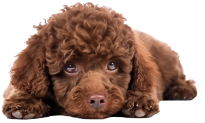 Adorable, cute, chocolate brown miniature poodle lying  isolated on transparent background