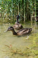 Fototapeta premium Duck in the water