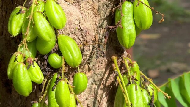 Vegetable starfruit trees in Bantul, Yogyakarta on December 1, 2023