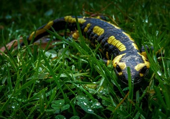Salamander