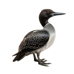 Common Loon isolated on transparent background