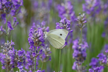 Small white butterfly (Pieris rapae) perched on lavender in Zurich, Switzerland