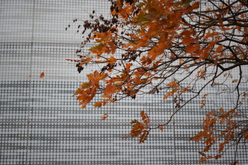 autumn leaves