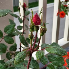red rose in the garden
