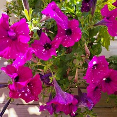 pink flowers in the garden