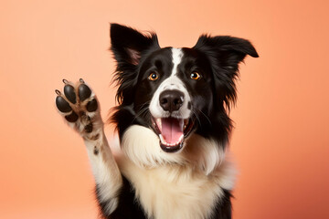 cheerful border collie high fives on a peach background