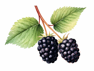 Blackberries with Leaves. Watercolour Illustration of Fresh Ripe Blackberry Isolated on White.