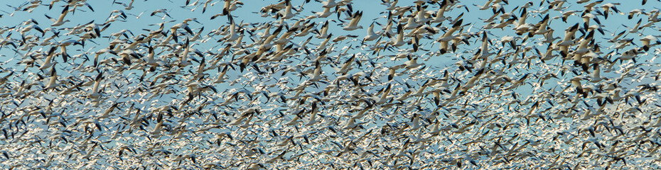 banner of snow geese migrating south in November
