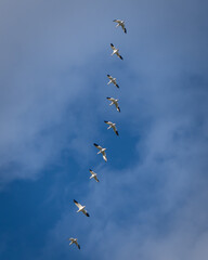 migrating snow geese in flight  in November 
