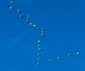 migrating snow geese in flight  in November 
