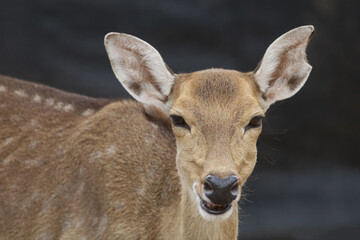 Close up head female deer in garden