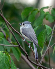 A cute Tufted Titmouse.