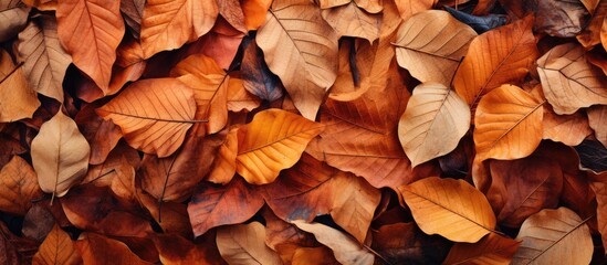 Autumn background of some dry leaves. Top view