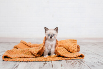 Little cat sleeping in gray knitted blanket