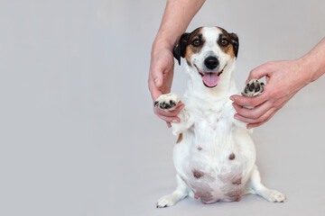 Pregnant Dog Isolated on Gray