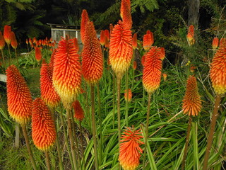 Kniphofia uvaria, red hot poker torch lily, rooperi 