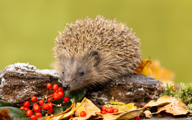 Hedgehog, Scientific name: Erinaceus Europaeus. Close up of a wild, native, European hedgehog in...