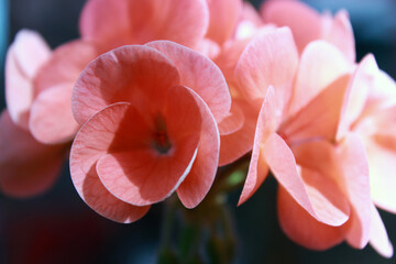 blooming geranium beautiful delicate flower - obrazy, fototapety, plakaty